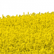 Field PNG Free Image