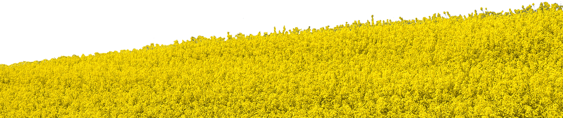 Field PNG Free Image