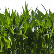 Field PNG Image