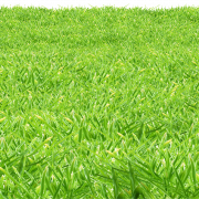 Grass Field PNG File