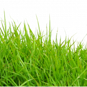 Imagen de PNG de campo de hierba