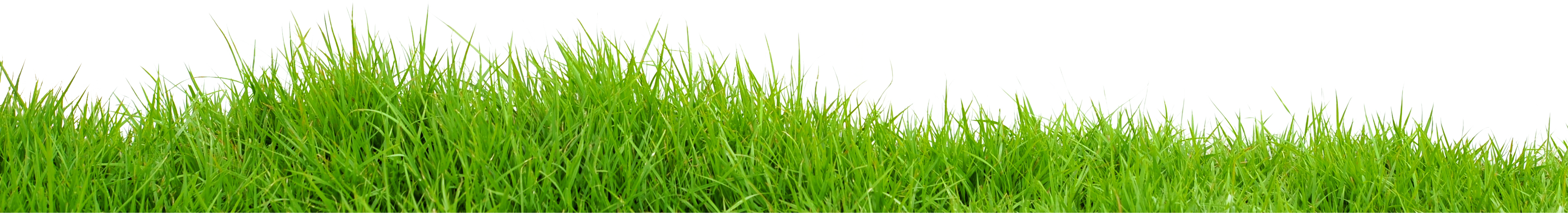 Grass Field PNG Image