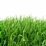 Grass Field Png Pic