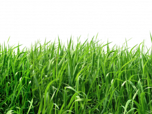 Grass Field PNG Pic