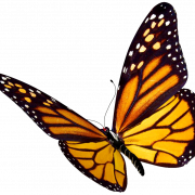 Monarch Butterfly PNG Clipart