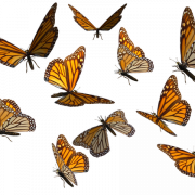 Monarch Butterfly PNG File