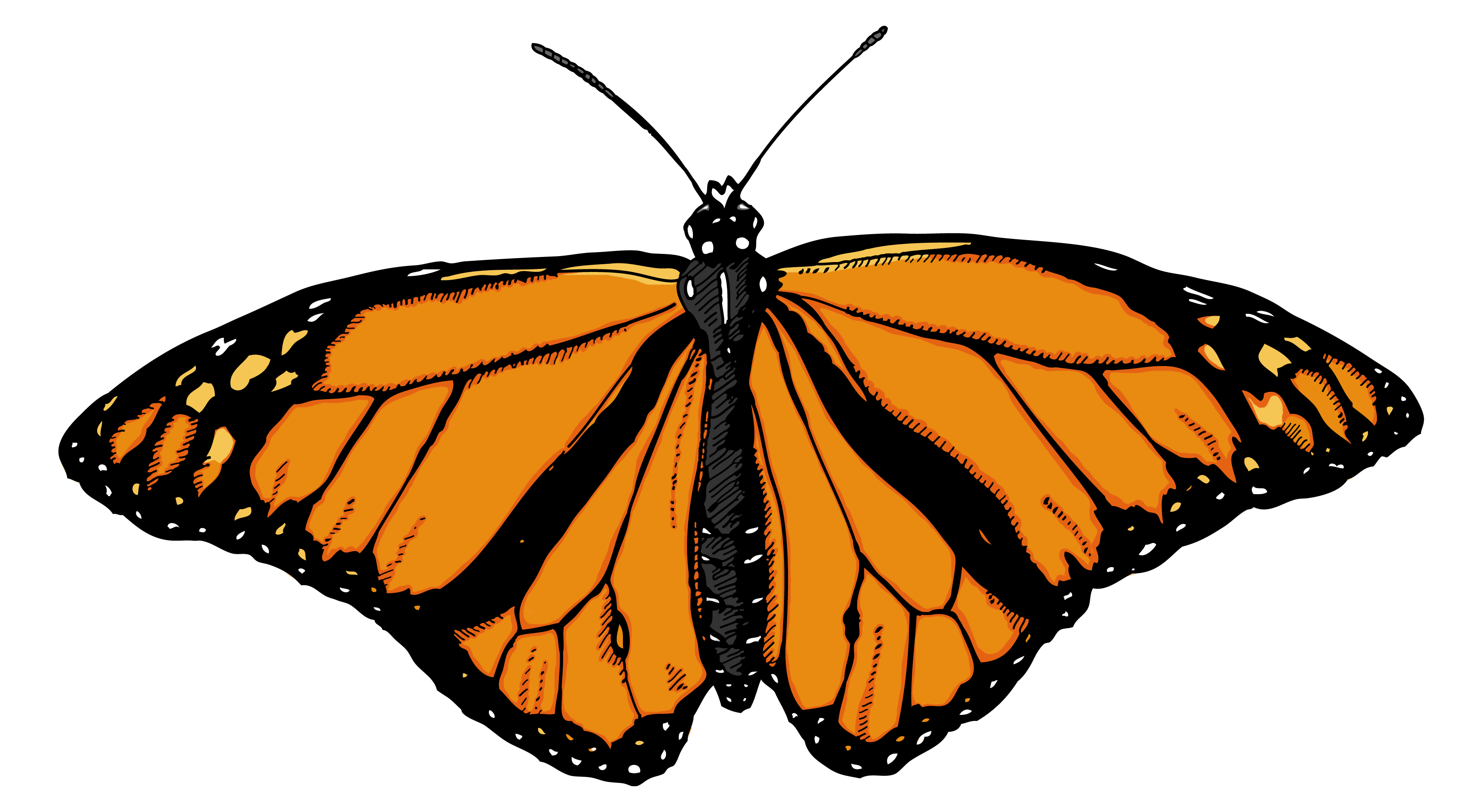 Monarch Butterfly PNG File Download Free