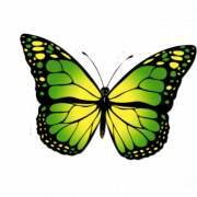 Monarch Butterfly PNG Free Download
