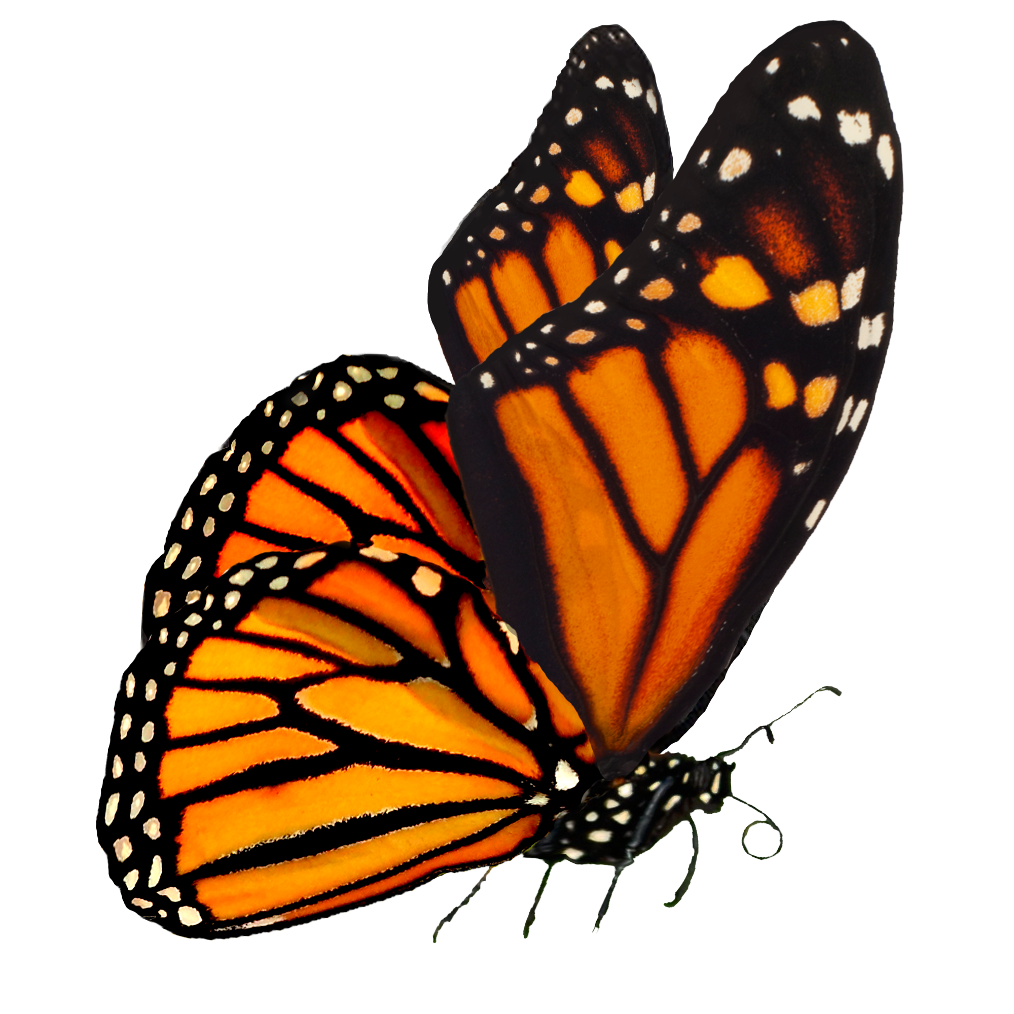 Monarch Butterfly PNG Free Image