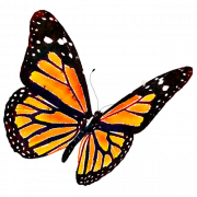 Monarch Butterfly PNG HD Image