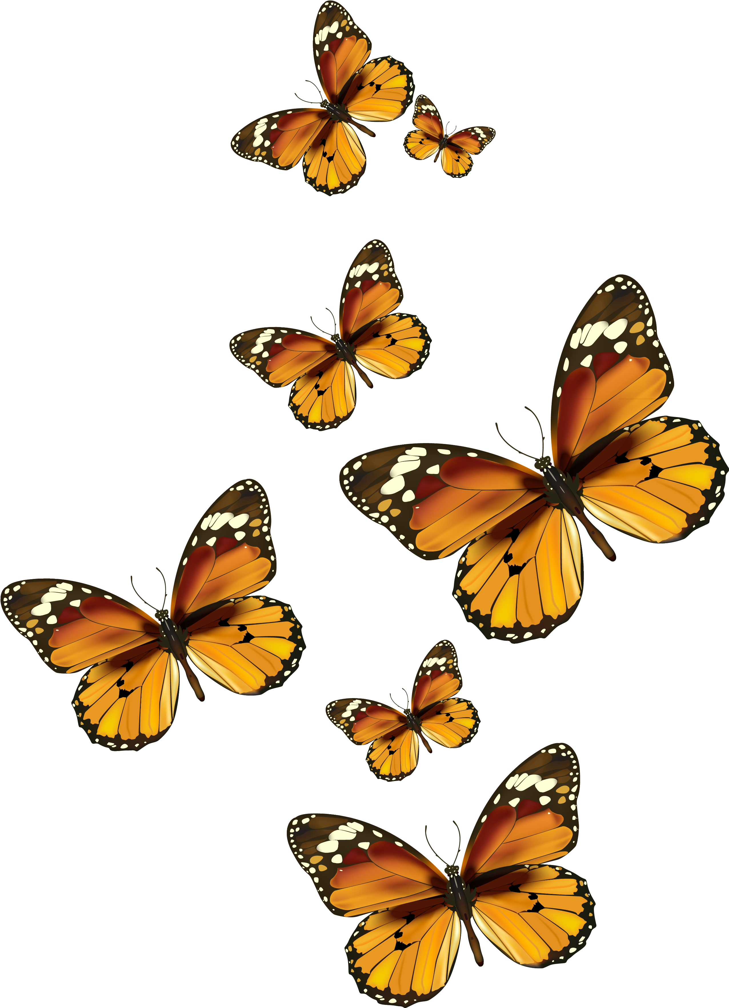 Archivo de imagen de Monarca mariposa png