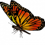 Monarch Butterfly PNG Image HD