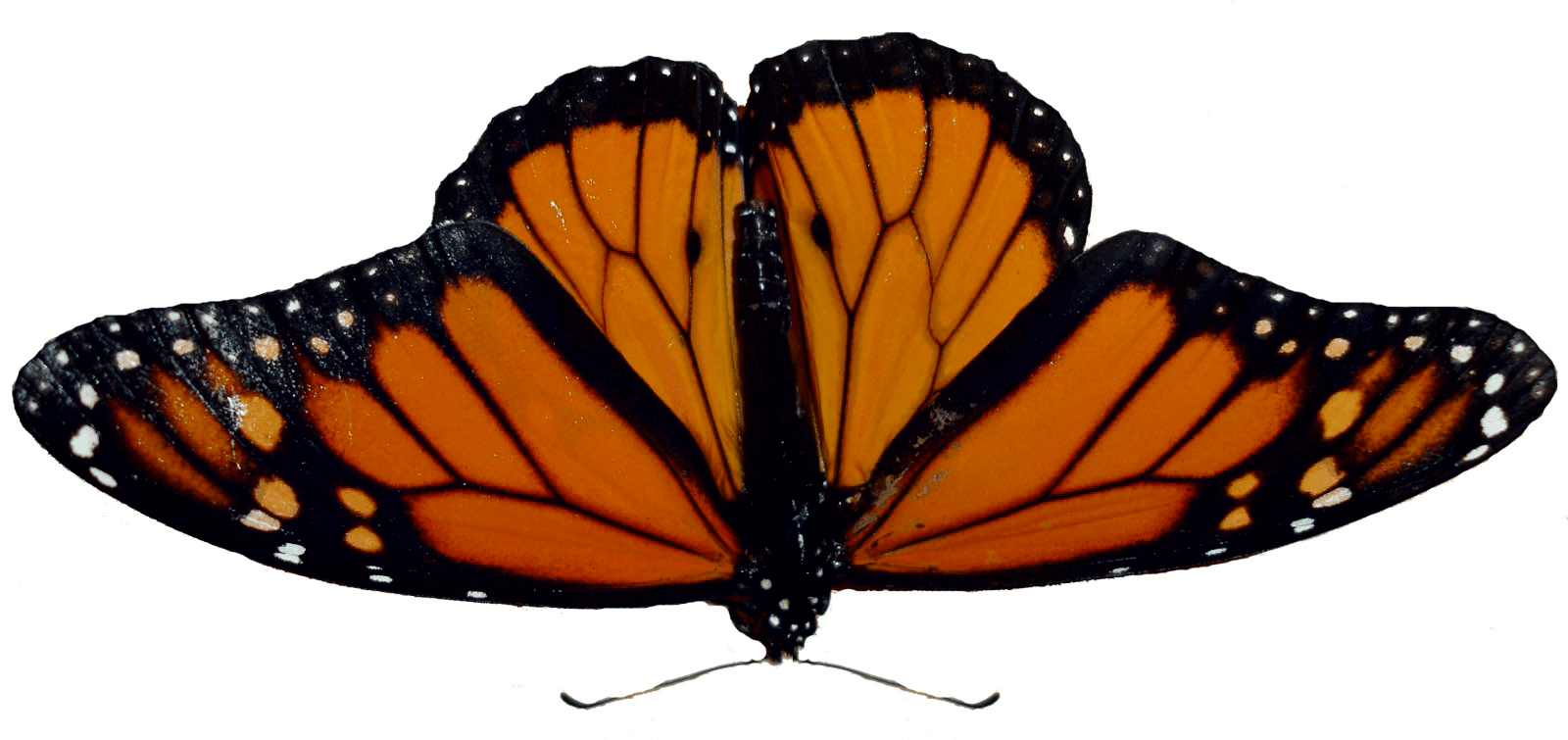 Monarch Butterfly PNG Images