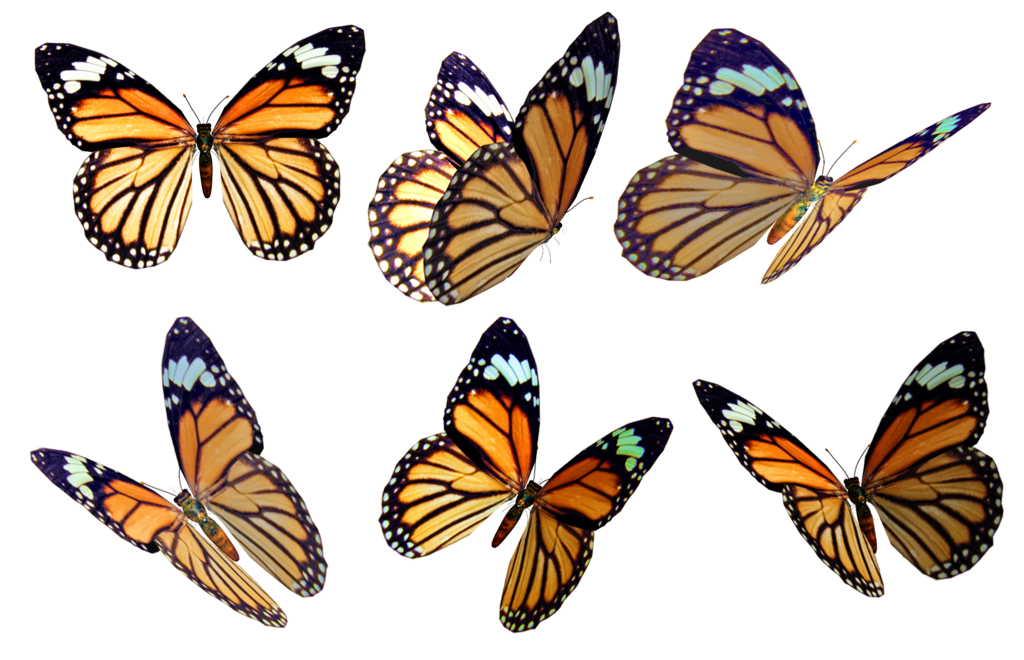 Monarch Butterfly PNG Photo