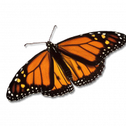 Monarch Butterfly PNG Pic