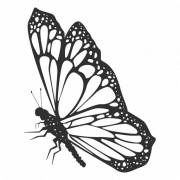 Monarch Butterfly PNG Transparent HD Photo