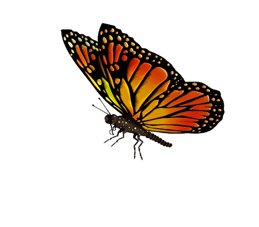 Monarch Butterfly Transparent