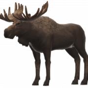 File Gambar Moose PNG