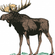 Gambar Moose PNG