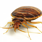 Realistic Bed Bug