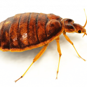 Realistic Bed Bug PNG