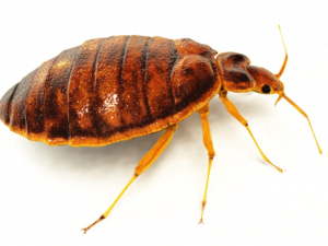 Realistic Bed Bug PNG