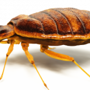 Realistic Bed Bug PNG Clipart