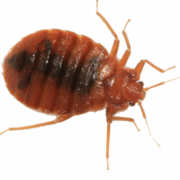 Realistic Bed Bug PNG Image