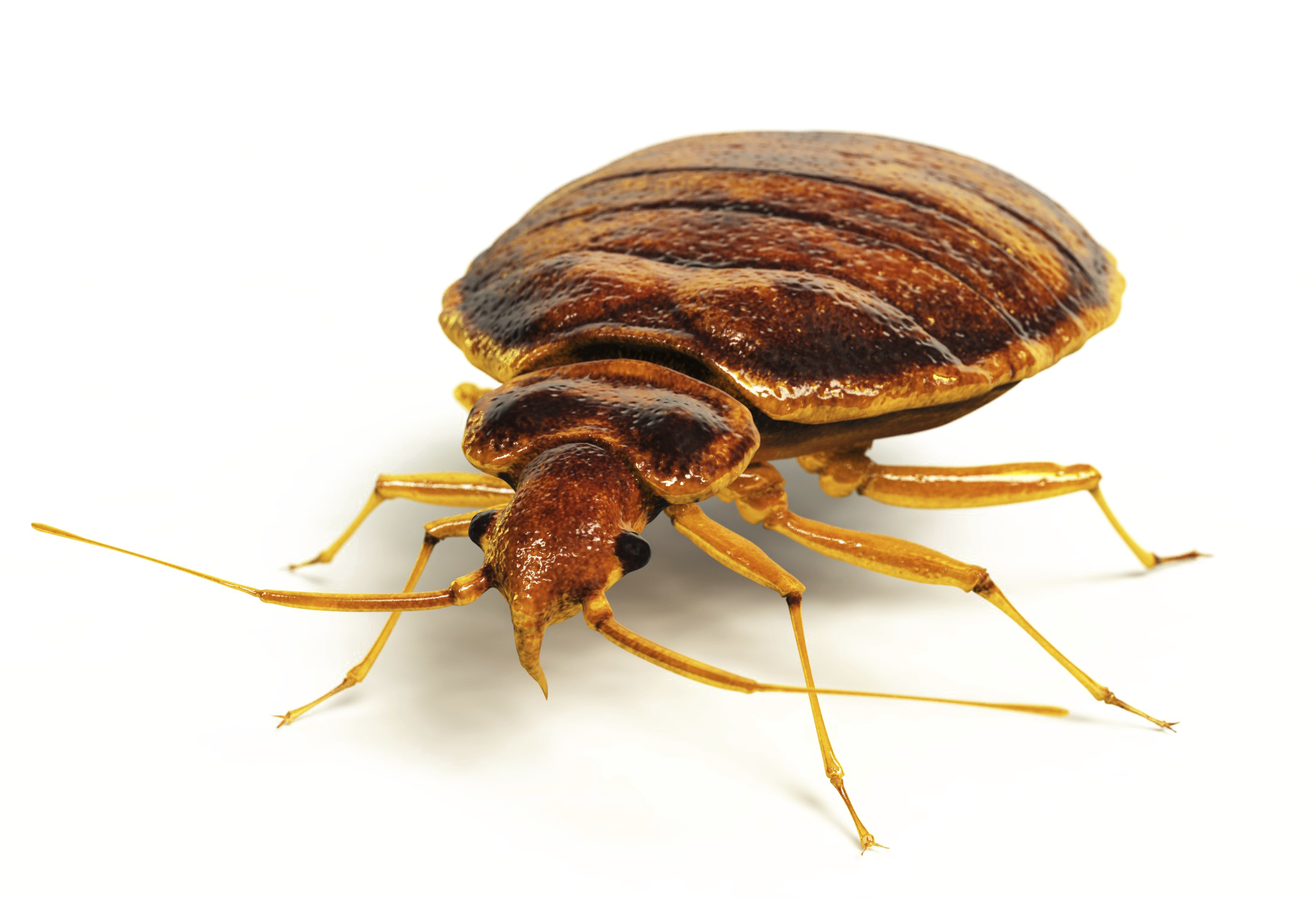 Realistic Bed Bug