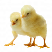 Realistic Chicks