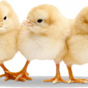 Realistic Chicks PNG
