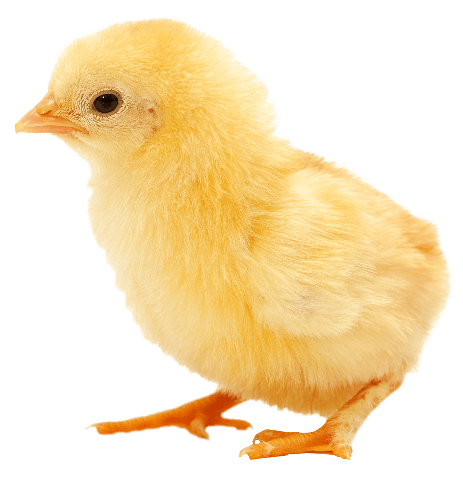 Realistic Chicks PNG Image