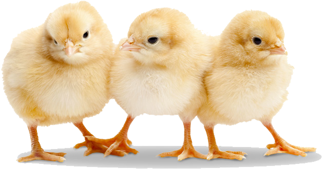 Realistic Chicks PNG