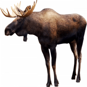 Realistic Moose PNG