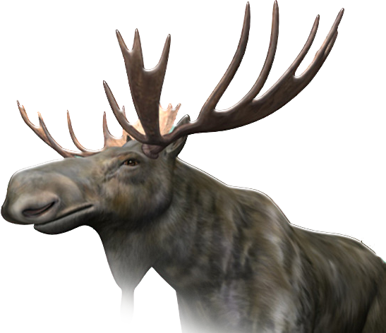 Realistic Moose PNG Clipart