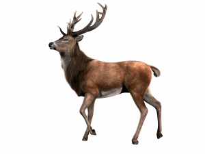 Realistic Moose PNG Free Download