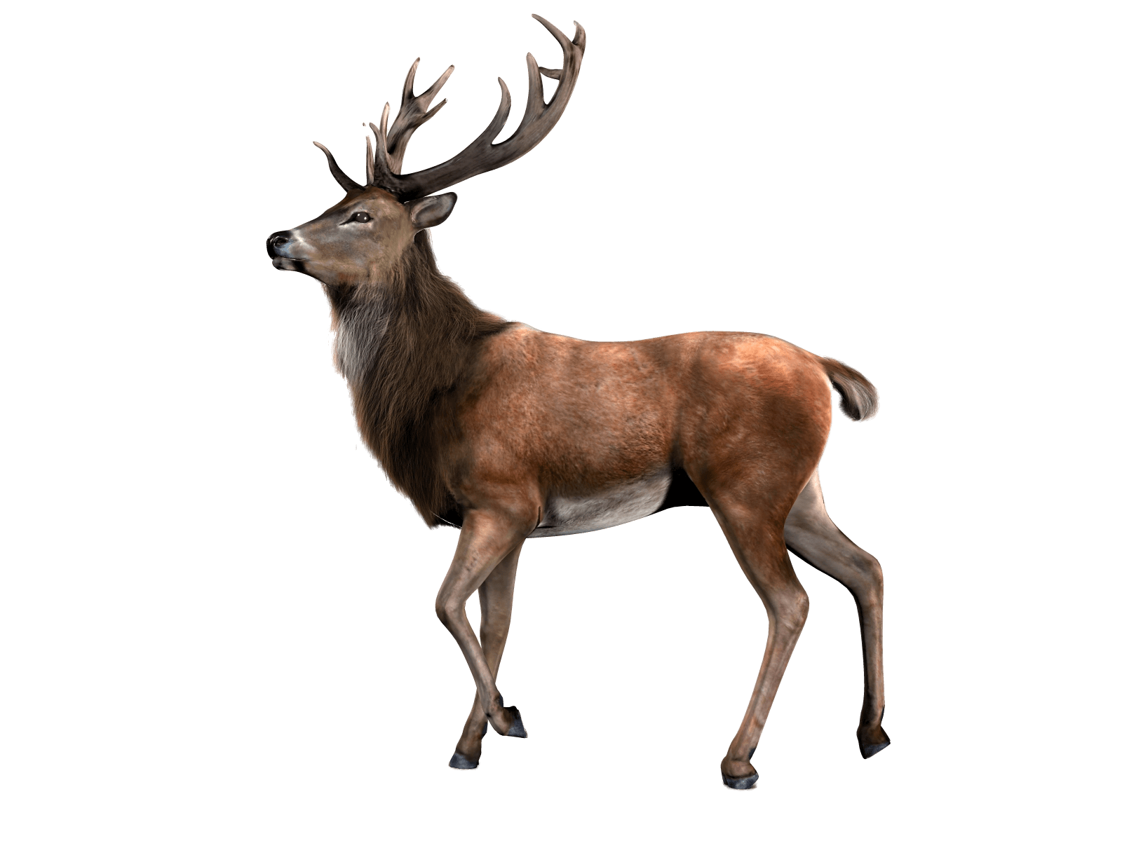 Realistic Moose PNG Free Download