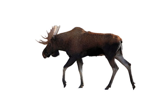 Realistic Moose PNG Free Image