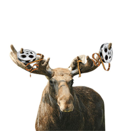 Realistic Moose PNG Image