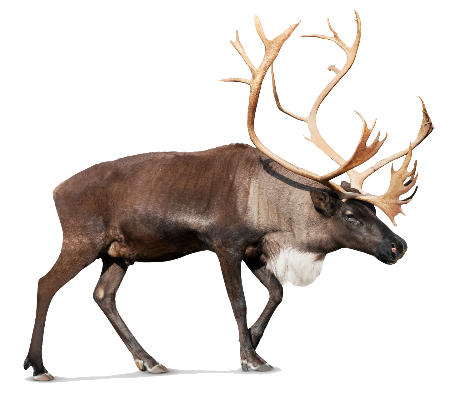Realistic Moose PNG Picture