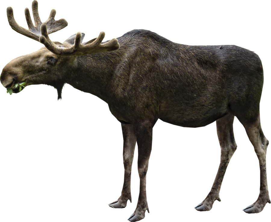 Realistic Moose Transparent