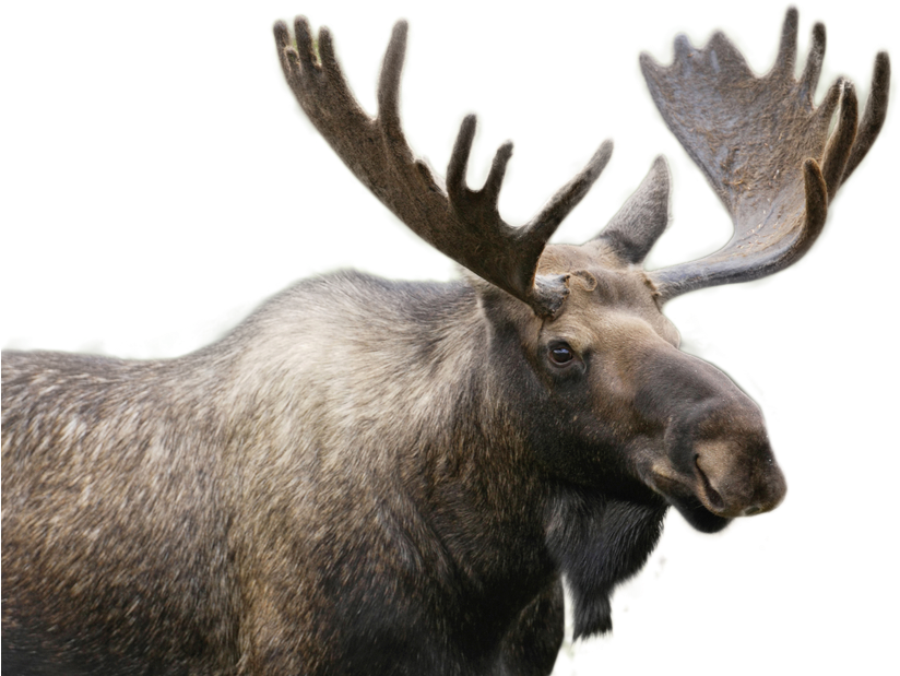 Realistic Moose
