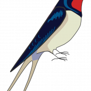 Swallow Vogel PNG