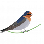 Dollow Bird Png File
