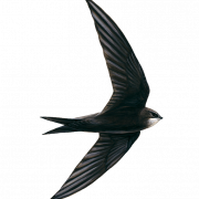 Swallow Bird PNG Free Image