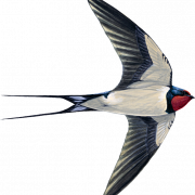 Swallow Bird PNG Picture