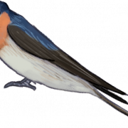 Swallow PNG Download gratuito