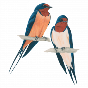 Swallow PNG Free Image