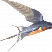 Swallow PNG Immagine