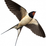 Swallow PNG Images